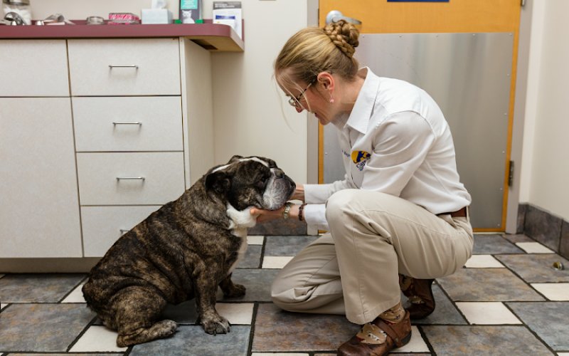 Care First Animal Hospital at Tryon