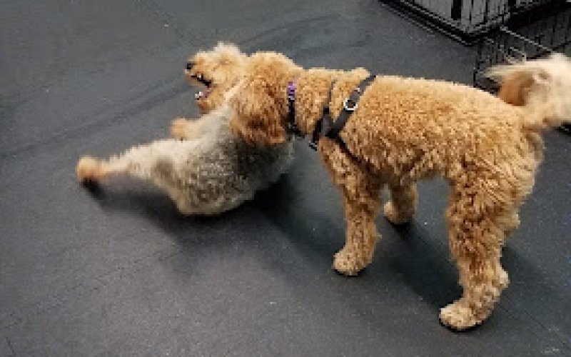 Cary Kennels & Spa