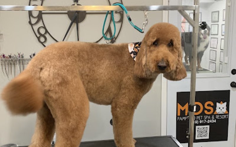 Mosa Pet Spa & Boutique