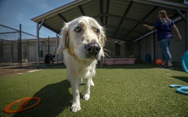 Pet Palace - Cary