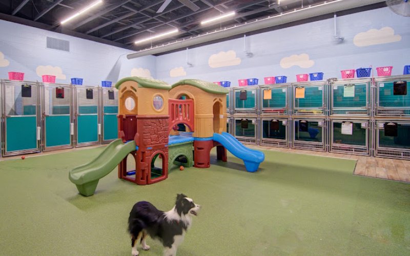 Pet Paradise Cary