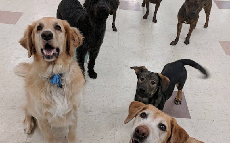 PetSound Daycare & Boarding