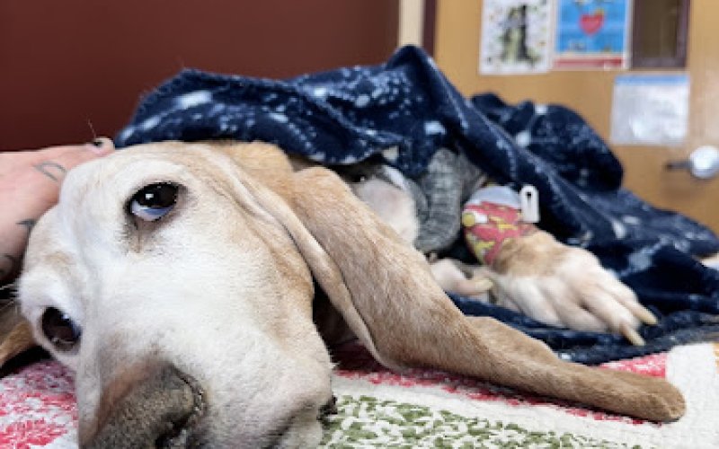BluePearl Pet Hospital