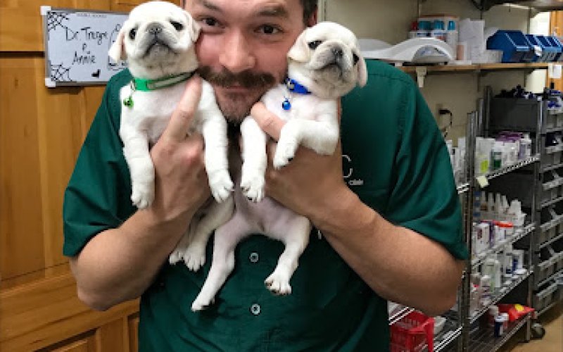 CodaPet - At Home Pet Euthanasia in Cedar Rapids