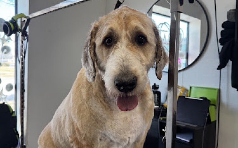 La Bella Pet Spa - Urban Edition