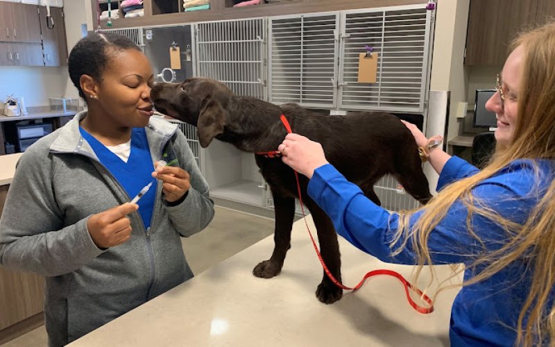 Centennial Vida Veterinary Care