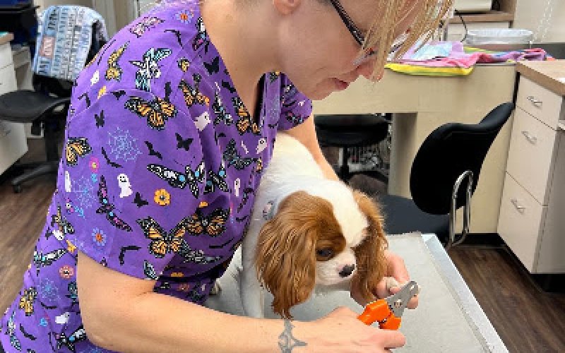 Companion Animal Veterinary Hospital
