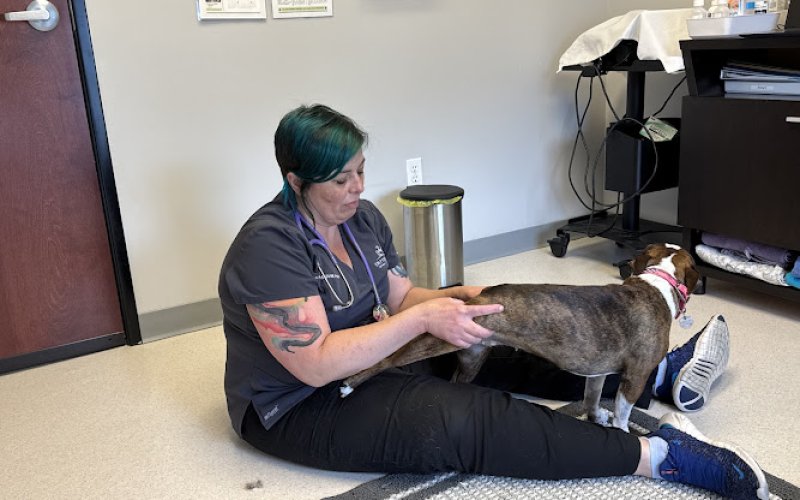 Critter Care Animal Hospital