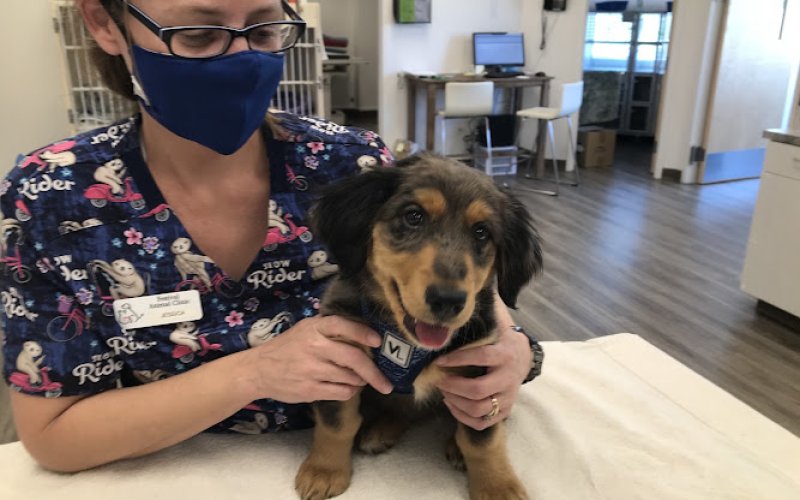 Festival Animal Clinic