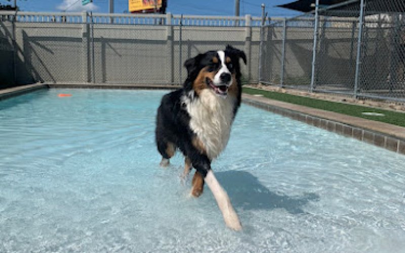 Pet Palace - Charlotte