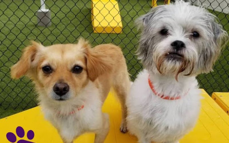 PetSuites Charlotte Airport