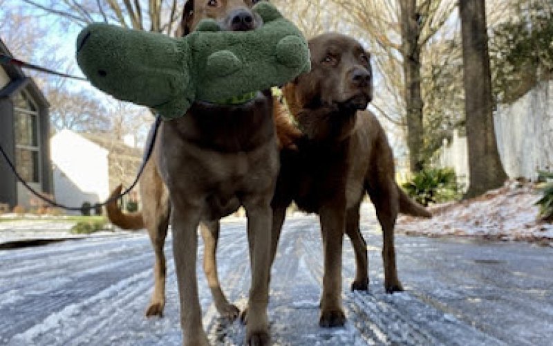 Queen City Pet Sitting