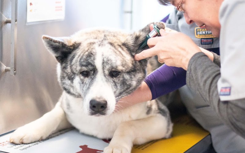 Riverbend Veterinary PetCare Hospital