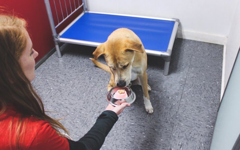 Social Pet at Charlotte