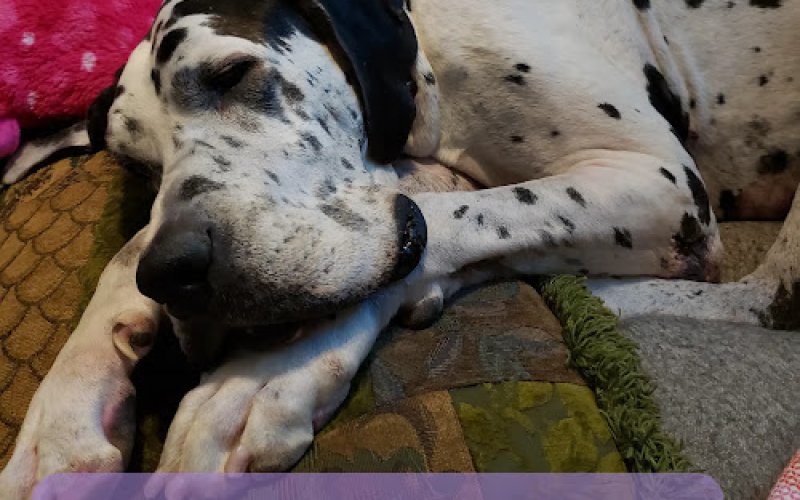 Animal Emergency & Specialty Center of Chattanooga