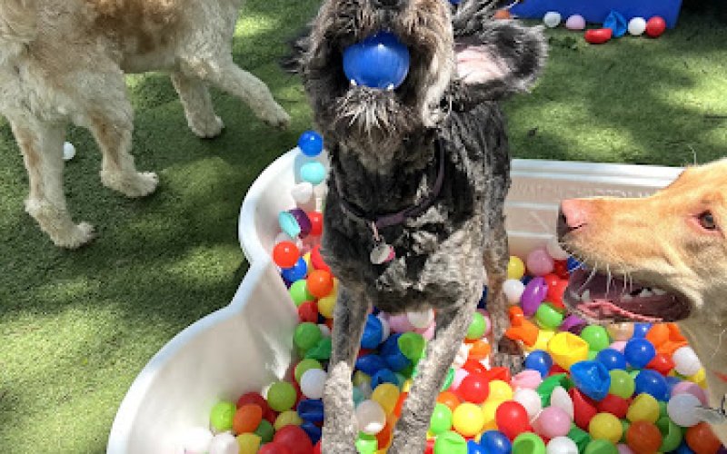 Camp Bow Wow Chattanooga