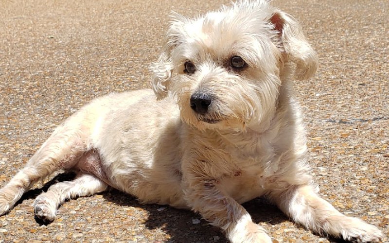 Chattanooga Pet Care LLC
