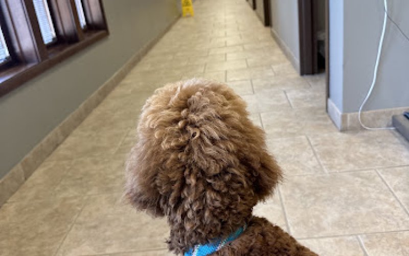 Chattanooga Veterinary Center
