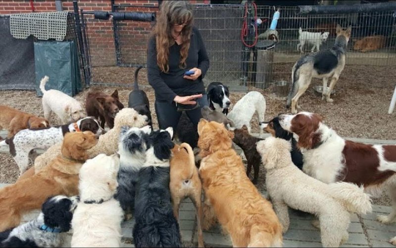 Jana's Scenic City Petcare Company