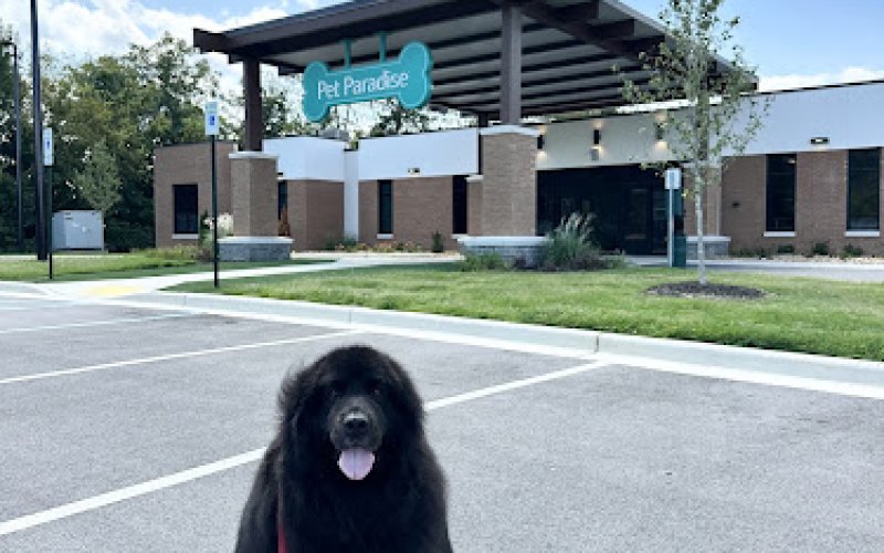 Pet Paradise Chattanooga