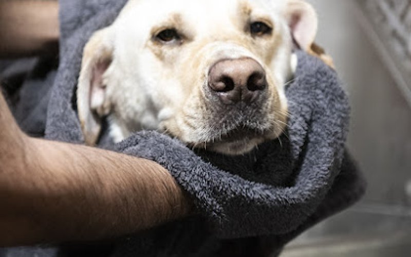 Bow Wow Meow Purrfessional Petcare