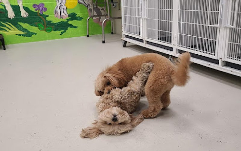 Happy Tails & Trails