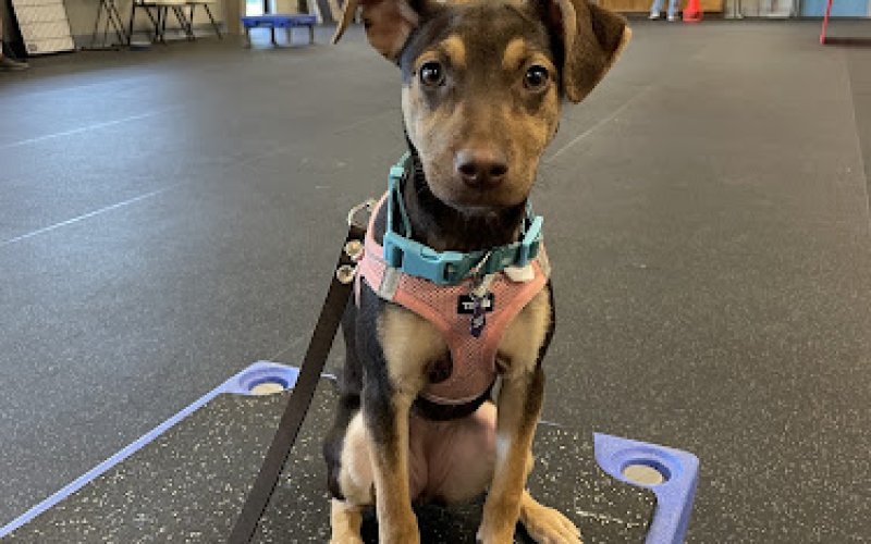 Canine Connection — Dog trainer in Chico