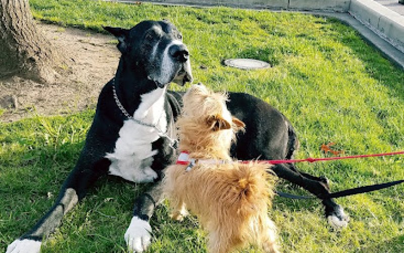 Chico Animal Hospital
