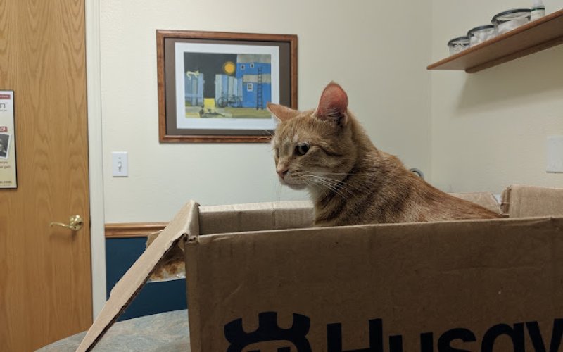 Chico Hospital for Cats — Veterinarian in Chico