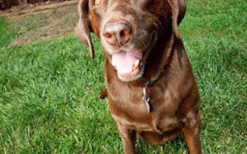 Chico Paws and Claws — Pet boarding service in Chico
