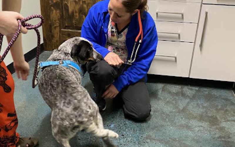 Chico Pet Vet