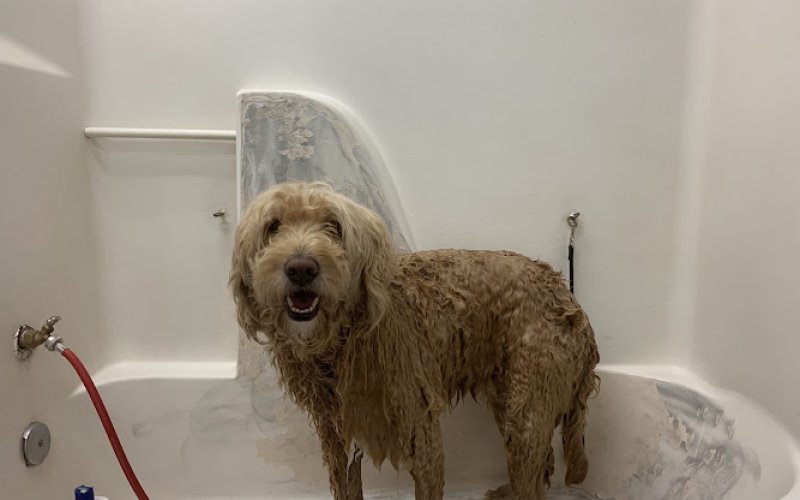 CHICO PET WORKS AND PET SALON — Pet supply store in Chico