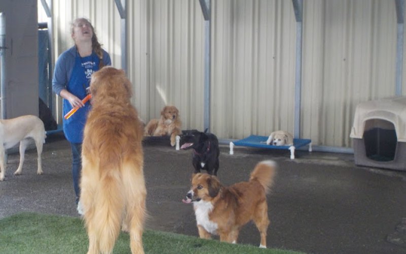 Wacky Wags — Pet boarding service in Chico