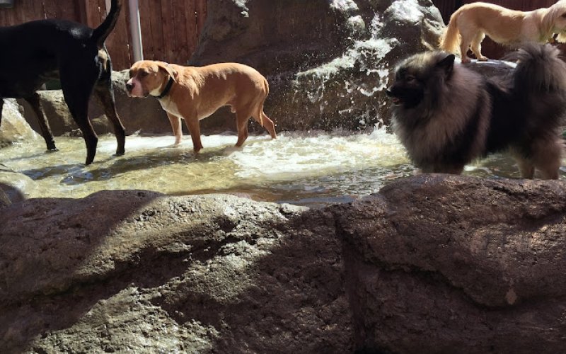 Camp Run-A-Mutt Chula Vista