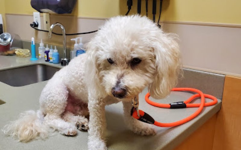Rolling Hills Pet Hospital