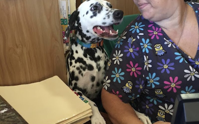Telegraph Canyon Animal Medical Center