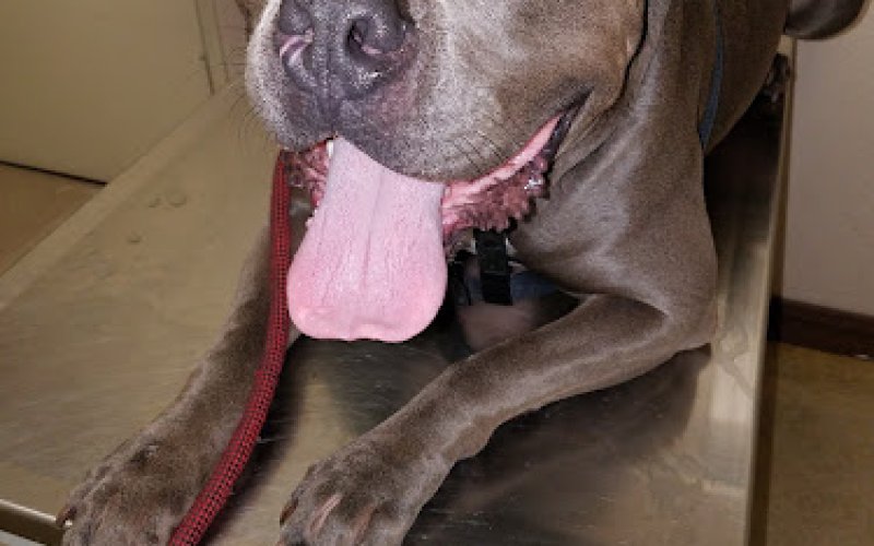 The Pet Clinic-Chula Vista
