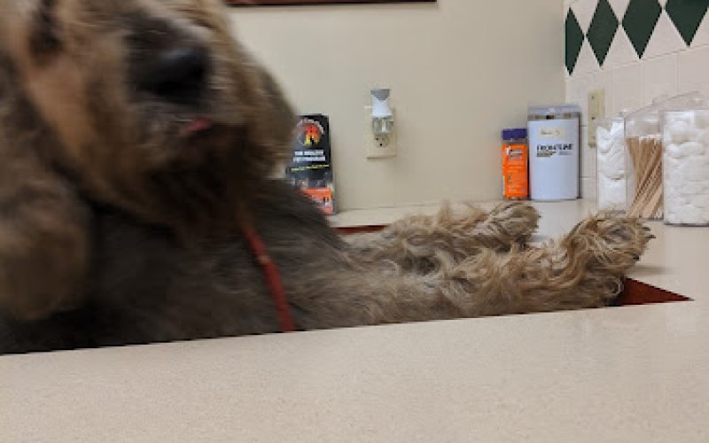 Animal Care Center of Forest Park