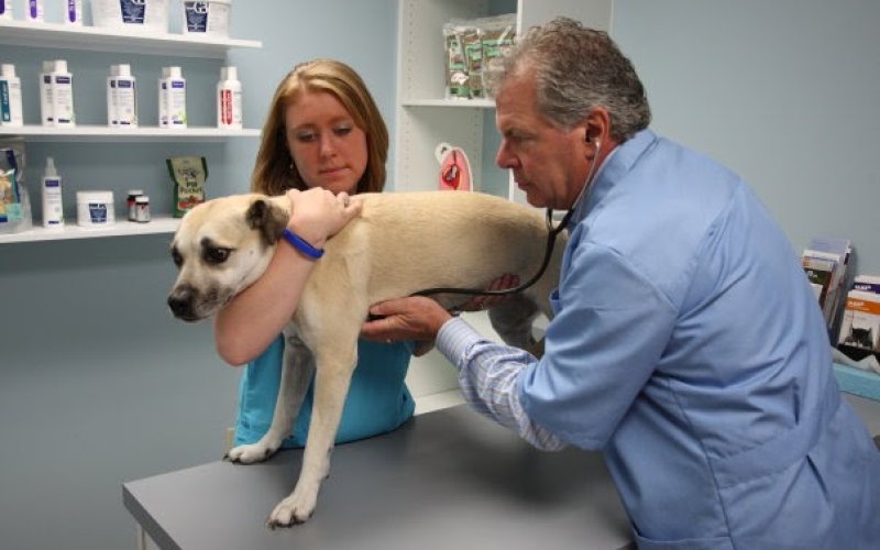 PetCare Animal Hospital