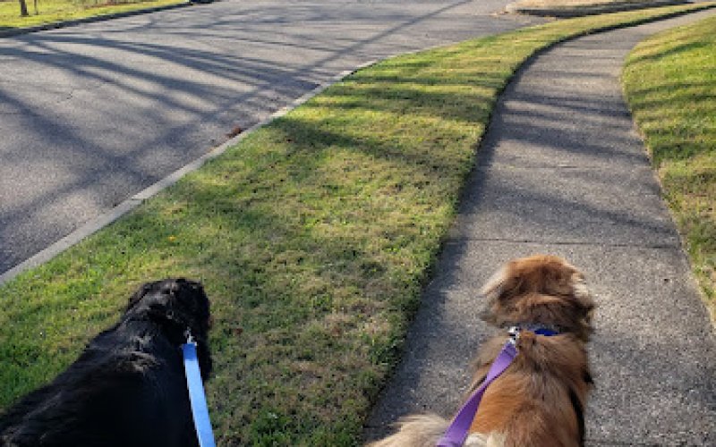 Professional Pet Nanny, Inc.