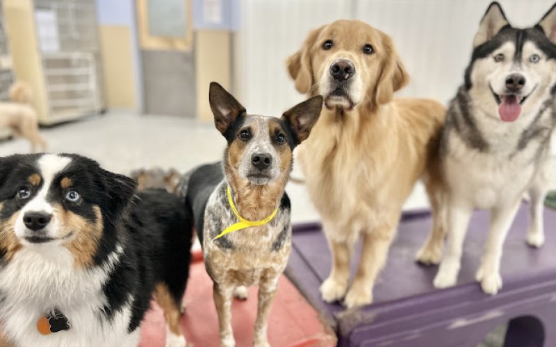 Red Dog Pet Resort & Spa Cincinnati