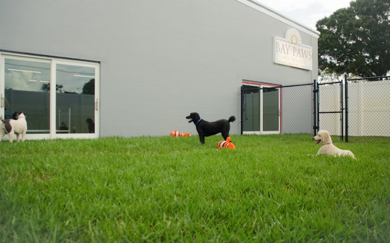 Bay Paws Pet Resort - Clearwater