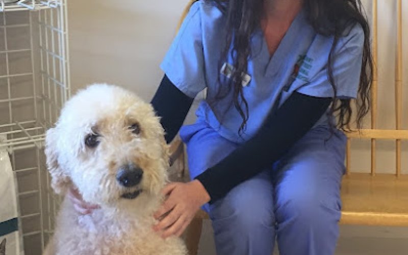Court Street Animal Hospital