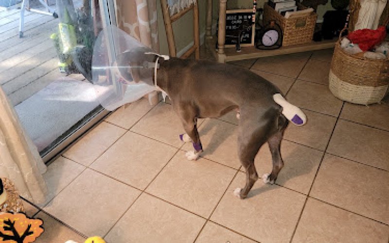 Dr.Stenzel Clearwater Animal Clinic
