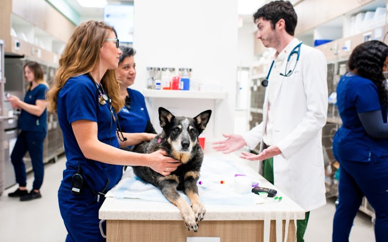 Fetch Specialty & Emergency Veterinary Centers - Clearwater, FL