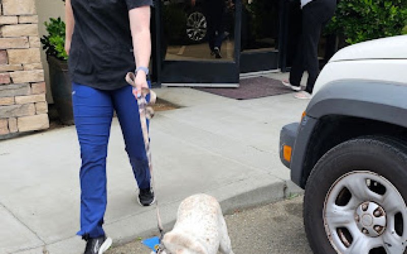 Clovis Pet Hospital — Veterinarian in Clovis