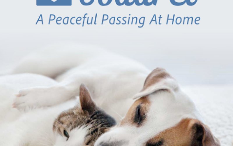 CodaPet - At Home Pet Euthanasia — Veterinarian in Clovis