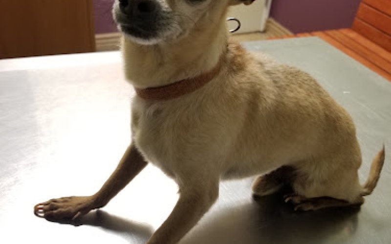 Family Pet Hospital — Veterinarian in Clovis
