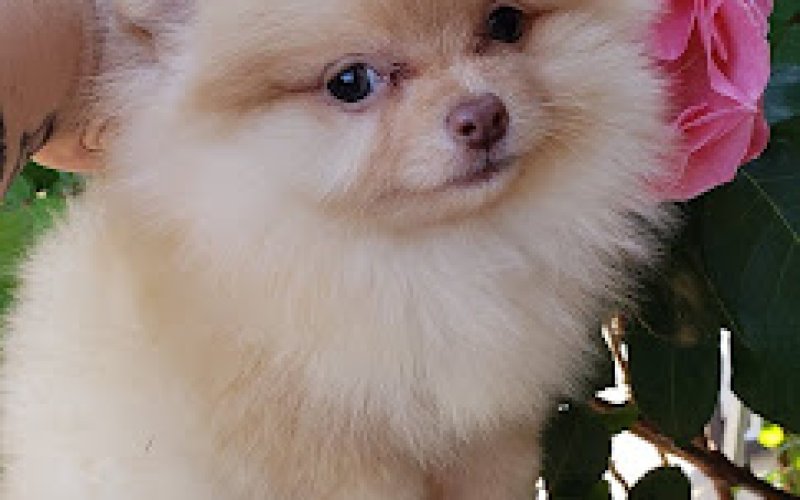 Kelley's Pets — Pet supply store in Clovis