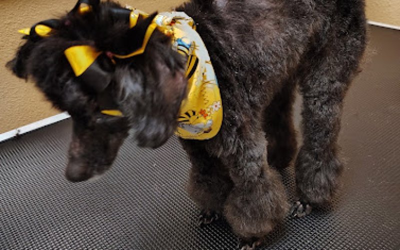 Tails Spa and Boutique — Pet groomer in Clovis